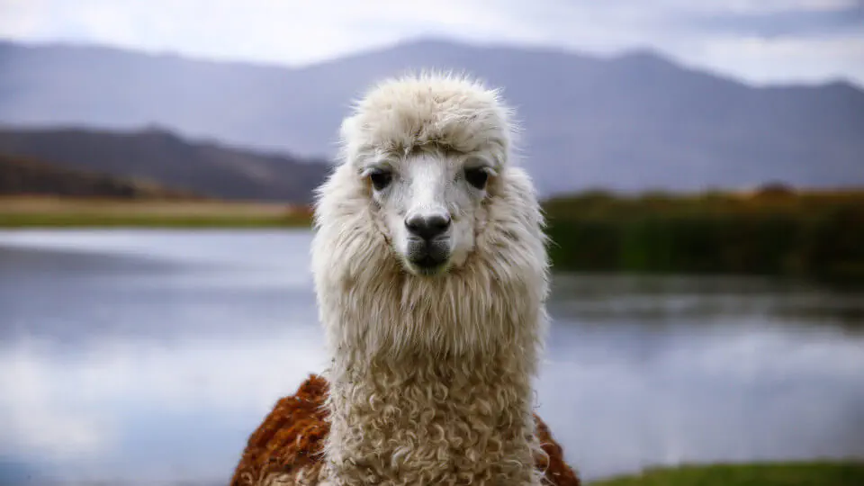 Talking llama Talking llama